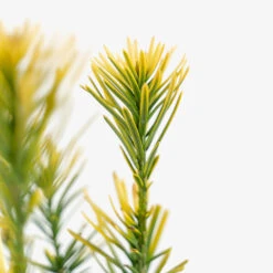 Korean Gold Plum Yew
