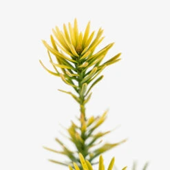 Korean Gold Plum Yew -The Tree Center Korean Gold Plum 2G 04 copy 2 600x600 1
