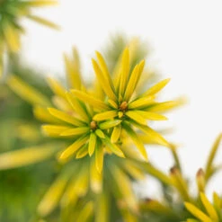 Korean Gold Plum Yew -The Tree Center Korean Gold Plum 2G 05 copy 2 600x600 1