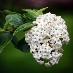 Korean Spice Viburnum -The Tree Center Korean Spice Viburnum 1.1 copy 600x600 1