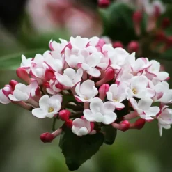 Korean Spice Viburnum -The Tree Center Korean Spice Viburnum 2 copy jpg webp