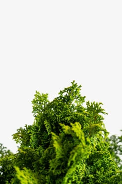 Koster's Hinoki Cypress -The Tree Center Kosters Hinoki Cypress 5G 02 600x900 1