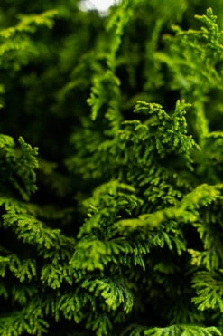 Koster's Hinoki Cypress