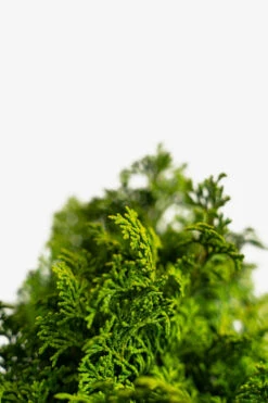 Koster's Hinoki Cypress -The Tree Center Kosters Hinoki Cypress 5G 05 600x900 1