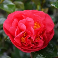 Kramer's Supreme Camellia -The Tree Center Kramers Supreme Camellia 2 copy jpg webp