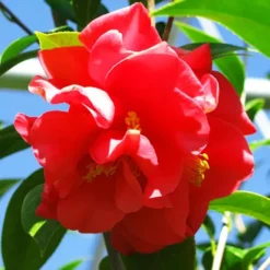 Kramer's Supreme Camellia -The Tree Center Kramers Supreme Camellia 3 copy jpg webp