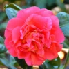 Kramer's Supreme Camellia