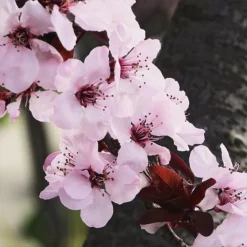 Krauter Vesuvius Purple Leaf Plum Tree 5 Krauter Vesuvius Purple Leaf Plum Tree -The Tree Center Krauter Vesuvius Purple Leaf Plum Tree 2 copy 600x600 1