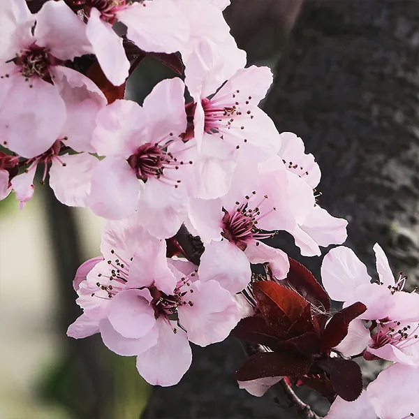 Krauter Vesuvius Purple Leaf Plum Tree 3 Krauter Vesuvius Purple Leaf Plum Tree - Image 3