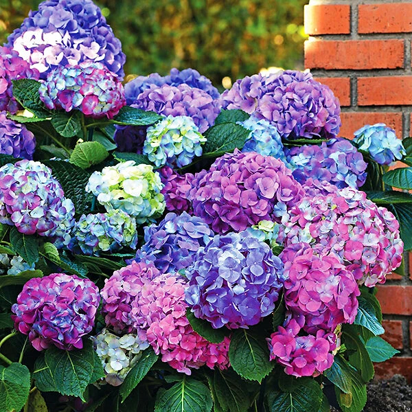 L.A. Dreamin® Hydrangea 1 L.A. Dreamin® Hydrangea