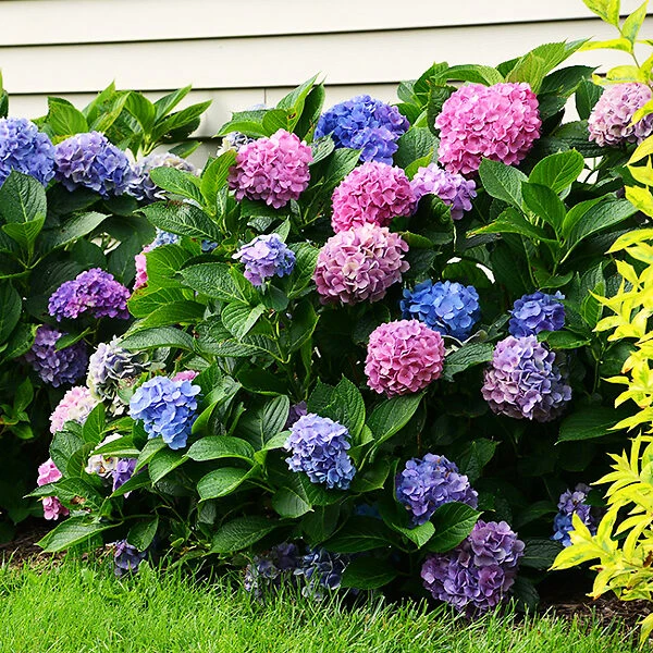 L.A. Dreamin® Hydrangea 4 L.A. Dreamin® Hydrangea - Image 4