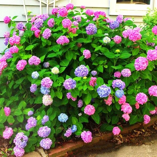 L.A. Dreamin® Hydrangea 3 L.A. Dreamin® Hydrangea - Image 3