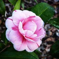 La Peppermint Camellia -The Tree Center La Peppermint Camellia 1 copy 600x600 1