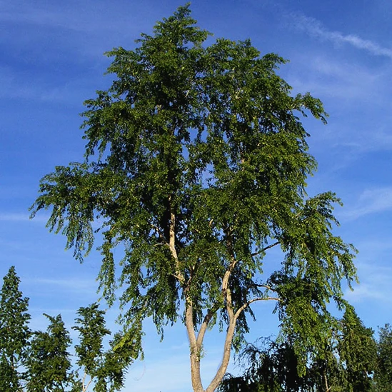 Lacebark Elm 4 Lacebark Elm - Image 4