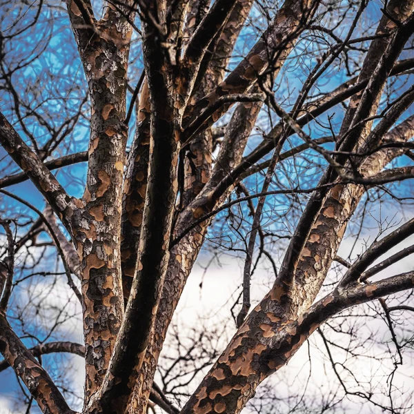 Lacebark Elm 3 Lacebark Elm - Image 3