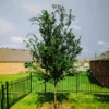 Lacebark Elm