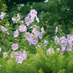 Lavender Chiffon® Hibiscus -The Tree Center Lavender Chiffon Hibiscus 3 copy 600x600 1