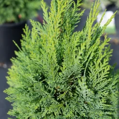 Lawson Cypress -The Tree Center Lawson Cypress 3 new 600x600 1