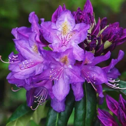 Lee's Best Purple Rhododendron -The Tree Center Lees Best Purple Rhododendron 2 copy jpg