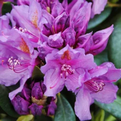 Lee's Best Purple Rhododendron -The Tree Center Lees Best Purple Rhododendron 4 copy jpg