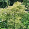 Lemon Lime Lace Japanese Maple