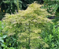 Lemon Lime Lace Japanese Maple