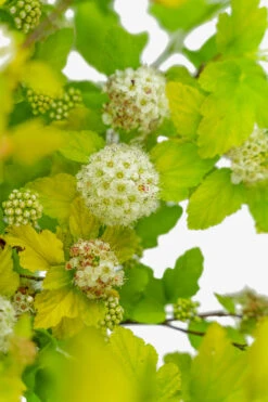 The Tree Center -The Tree Center Lemon Candy Ninebark 5G 02 copy 600x900 1