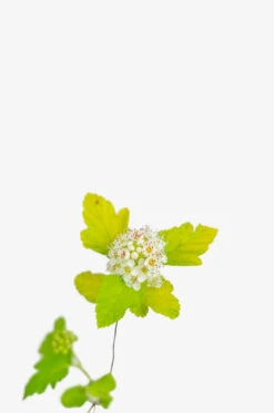 Lemon Candy Ninebark