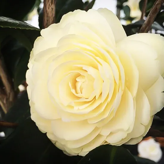 Lemon Glow Camellia 4 Lemon Glow Camellia - Image 4