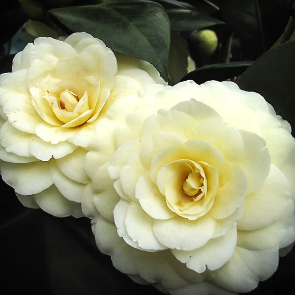 Lemon Glow Camellia 1 Lemon Glow Camellia