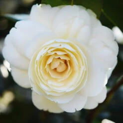 Lemon Glow Camellia 6 Lemon Glow Camellia -The Tree Center Lemon Glow Camellia 3 copy 600x600 1