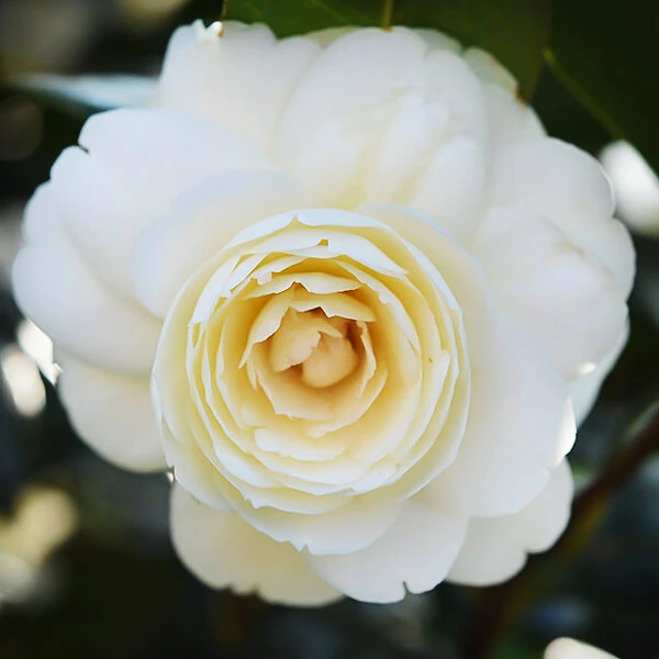 Lemon Glow Camellia 3 Lemon Glow Camellia - Image 3