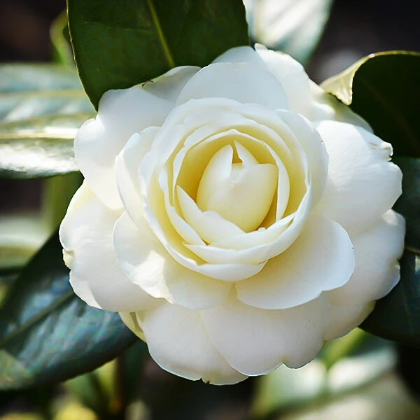 Lemon Glow Camellia 2 Lemon Glow Camellia - Image 2