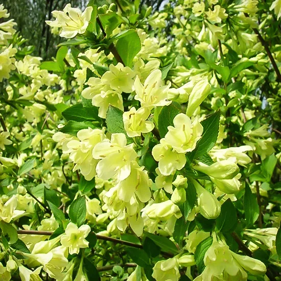 Lemon Ice Weigela 3 Lemon Ice Weigela - Image 3