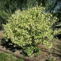 Lemon Ice Weigela