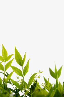 Lemon-Lime Nandina -The Tree Center Lemon Lime Nandina 3G 03 600x900 1