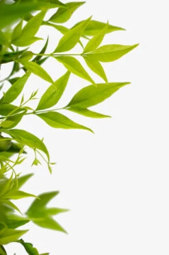 Lemon-Lime Nandina -The Tree Center Lemon Lime Nandina 3G 04 600x900 1