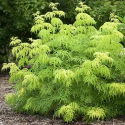 Lemony Lace Elderberry -The Tree Center Lemony Lace Elderberry 1 copy jpg