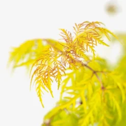 Lemony Lace Elderberry