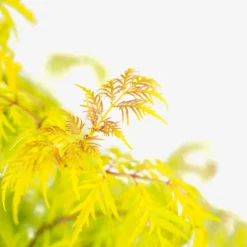 Lemony Lace Elderberry -The Tree Center Lemony Lace Elderberry 3G 03 copy 600x600 1