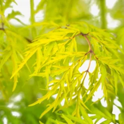 Lemony Lace Elderberry -The Tree Center Lemony Lace Elderberry 3G 05 copy 600x600 1