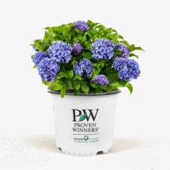 Let's Dance® Rhythmic Blue® Hydrangea -The Tree Center Lets Dance Rhythmic Blue Hydrangea 3G 01 1 600x600 1