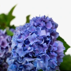 Let's Dance® Rhythmic Blue® Hydrangea -The Tree Center Lets Dance Rhythmic Blue Hydrangea 3G 02 copy 600x600 1