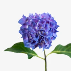 Let's Dance® Rhythmic Blue® Hydrangea -The Tree Center Lets Dance Rhythmic Blue Hydrangea 3G 07 copy 600x600 1