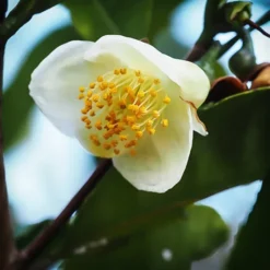 Leucantha Camellia -The Tree Center Leucantha Camellia 2 copy jpg webp