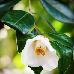 Leucantha Camellia