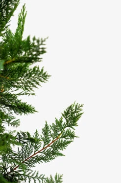 Leyland Cypress -The Tree Center Leyland Cypress 3G 05 600x900 1