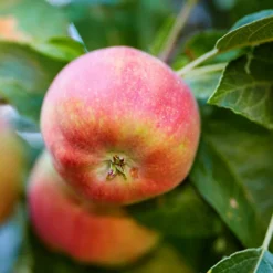 Liberty Apple Tree -The Tree Center Liberty Apple 1.1 copy 600x600 1