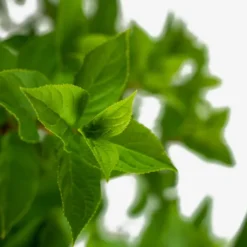 Little Lime® Hydrangea 7 Little Lime® Hydrangea -The Tree Center Limelight Hydrangea 3G 02 scaled e1695412516749 600x600 1