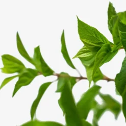 Limelight Hydrangea -The Tree Center Limelight Hydrangea 3G 03 scaled e1695412915203 600x600 1